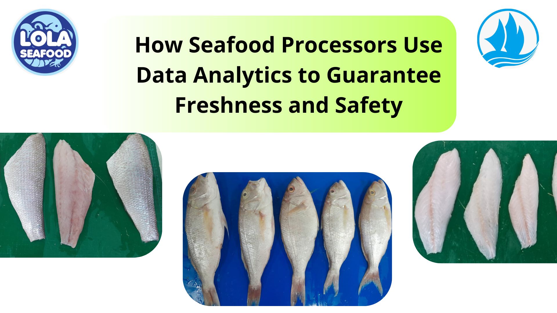  How Seafood Processors Use Data Analytics to Guarantee Freshness and Safety